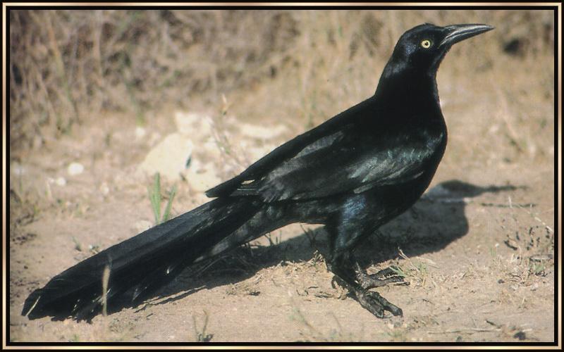 [Great-tailedGrackle_01-Blackbird-OnTheGround.jpg]