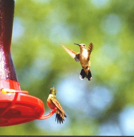 [Kolibri01-Hummingbirds.jpg]