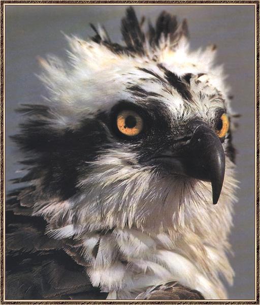 [Osprey_04-Bird_of_prey-FaceCloseup.jpg]