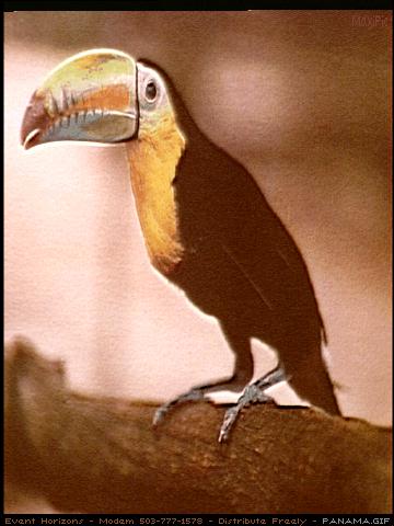 [PanamaGreatBeak-Toucan-bird004.jpg]