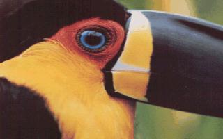 [PanamaGreatBeakHead-Toucan-bird054.jpg]