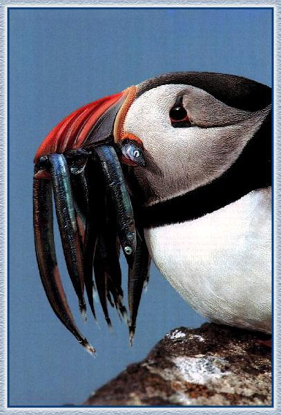 [Puffin_03-Full_of_fishes_in_mouth-FaceCloseup.jpg]