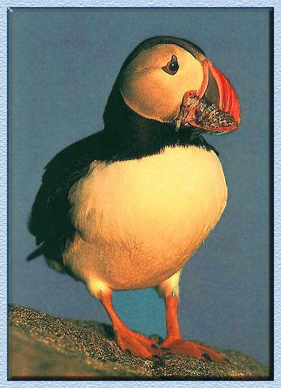 [Puffin_04-Full_of_fishes-Closeup.jpg]