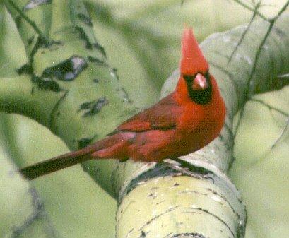 [RedBird-Cardinal-04.jpg]