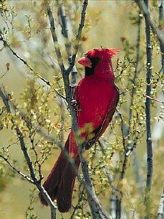 [RedBird-Cardinal-06.jpg]