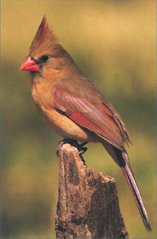 [RedBird-Cardinal-Female-01.jpg]