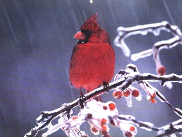 [RedBirdOnTree-Cardinal-Raining.jpg]