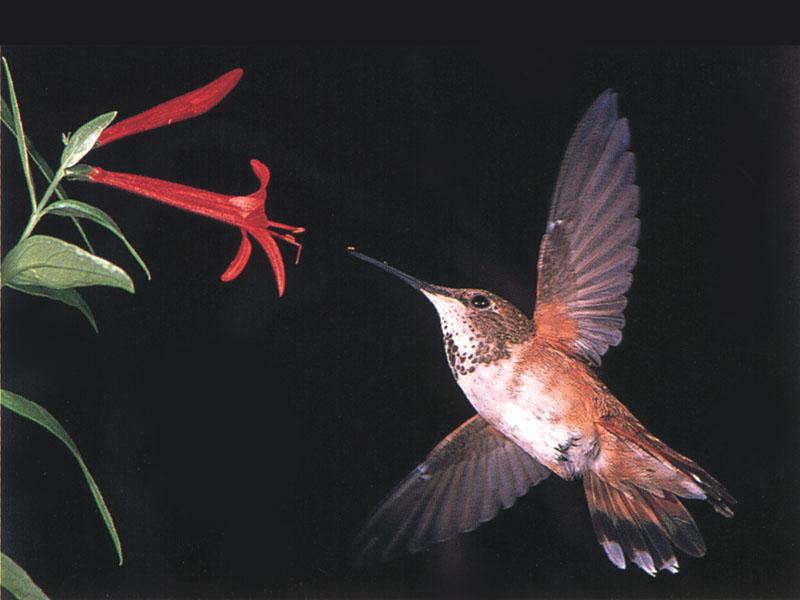 [RufousHummingbird_82-Approaching_red_flower.jpg]