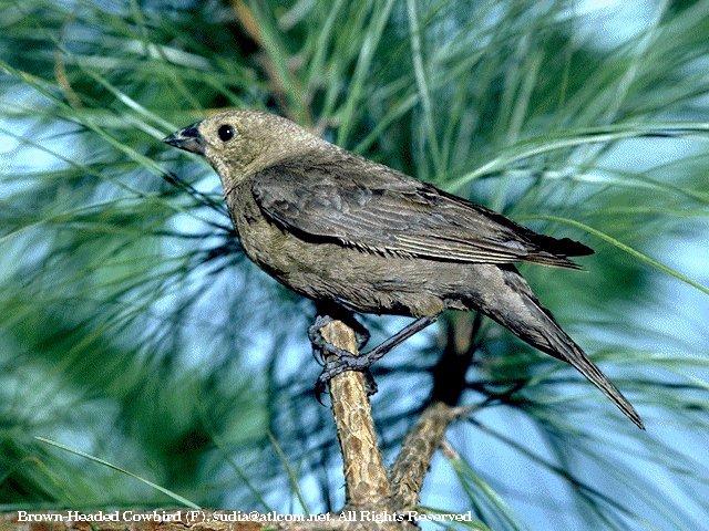 [SudiaBirdPhoto_041-Brown-headedCowbird-Female.jpg]