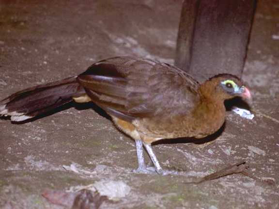[Venezuela_f11b0024-Chachalaca-Bird.jpg]