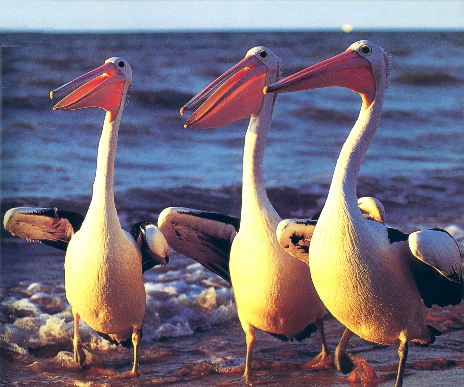 [bab017oz_pelicans.jpg]