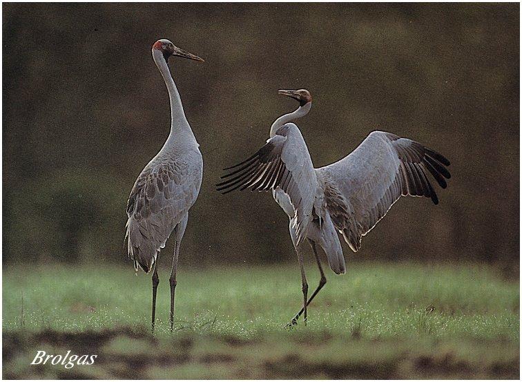[bird-016_Brolgas-AustralianCranes-Pair-Dancing.jpg]