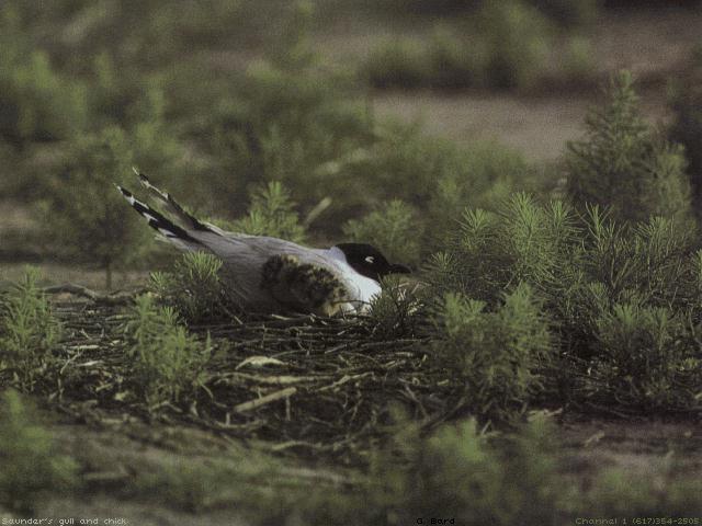 [bird010-CommonJaeger-Incubating_eggs_on_nest.jpg]
