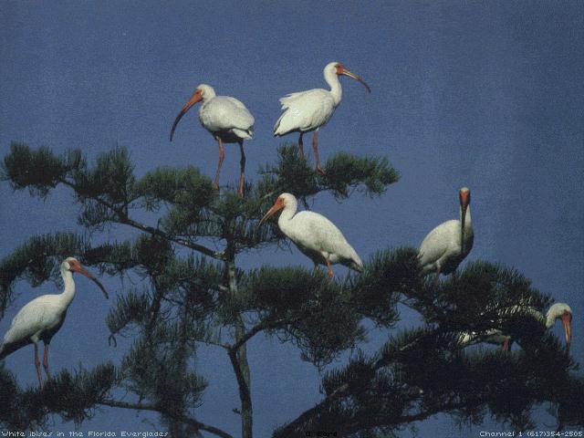 [bird012-WhiteIbises-Flock_perching_on_tree.jpg]