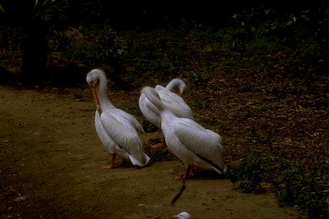 [bird046-WhitePelicans-Cleaning_feathers.jpg]