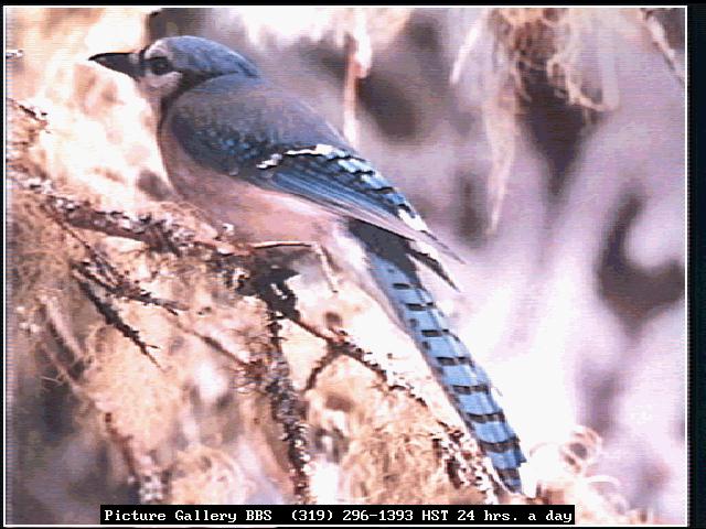 [bird151-BlueJay-Perching_on_tree-RearView.jpg]