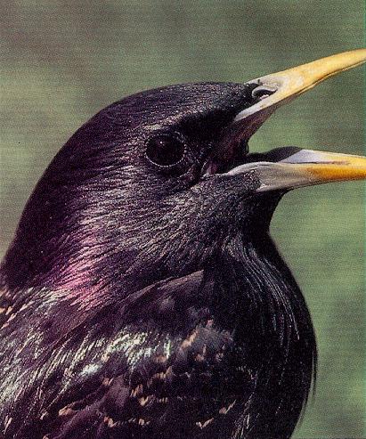 [blackBird-starling.jpg]