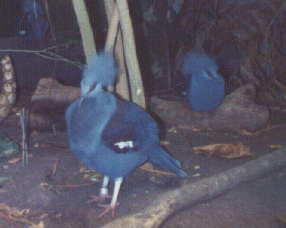 [blue_birds-crowned_pigeons.jpg]