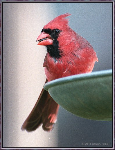 [cardinal-Perching_on_the_edge_of_bird_feeder.jpg]