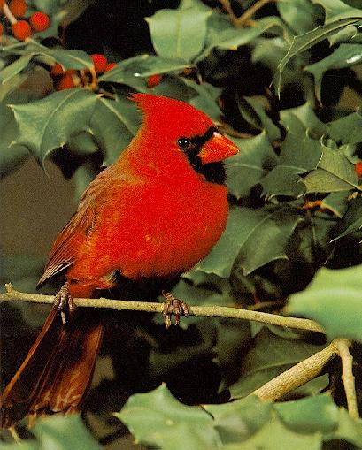 [cardinal-RedBird1.jpg]