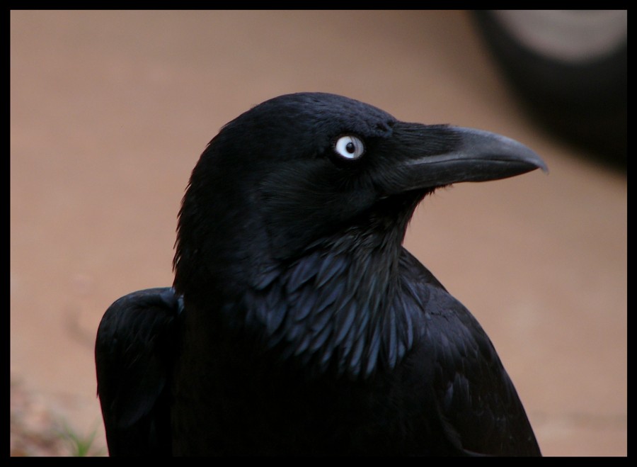 [crow 3.jpg]