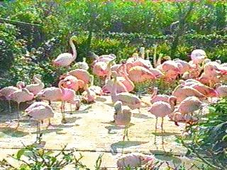 [flamingoflock-bird098.jpg]