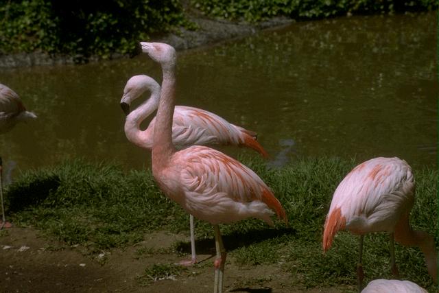 [flamingos-bird049.jpg]
