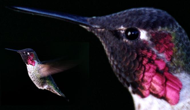 [hummingbird-HeadCloseup.jpg]