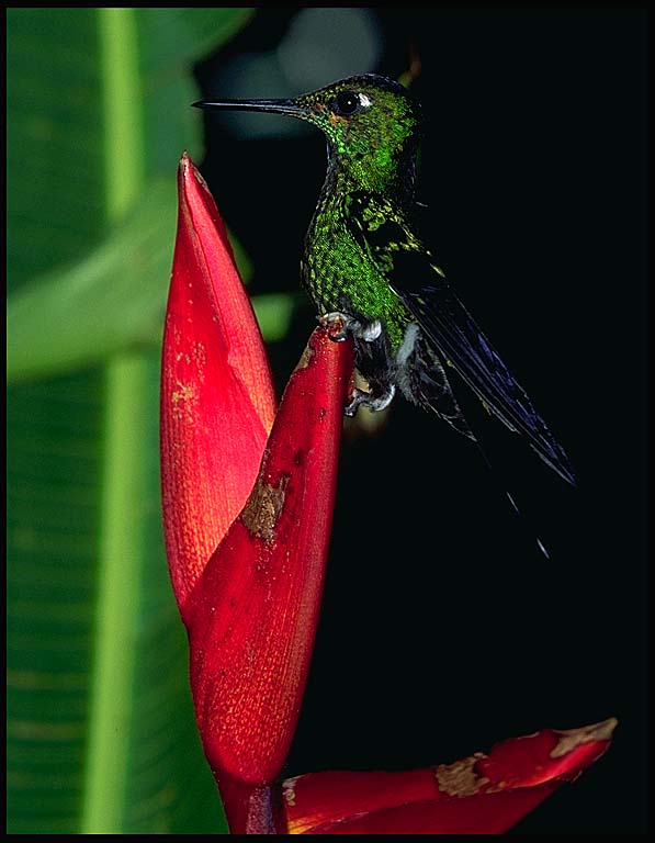 [hummingbird-flower.jpg]