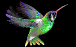 [hummingbird.gif]