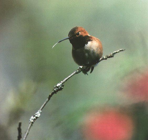 [hummingbird00.jpg]