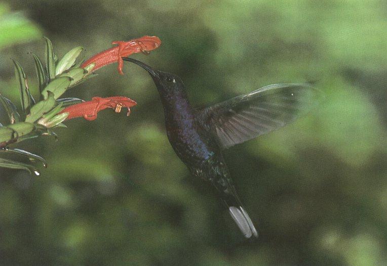 [hummingbird02.jpg]