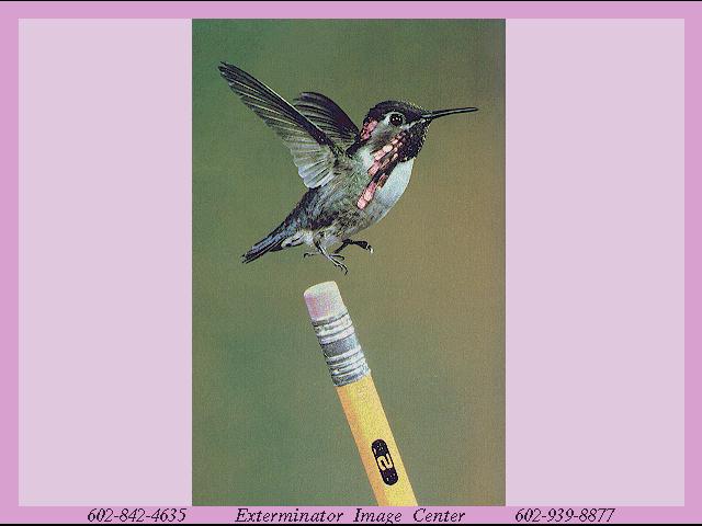 [hummingbird036.jpg]