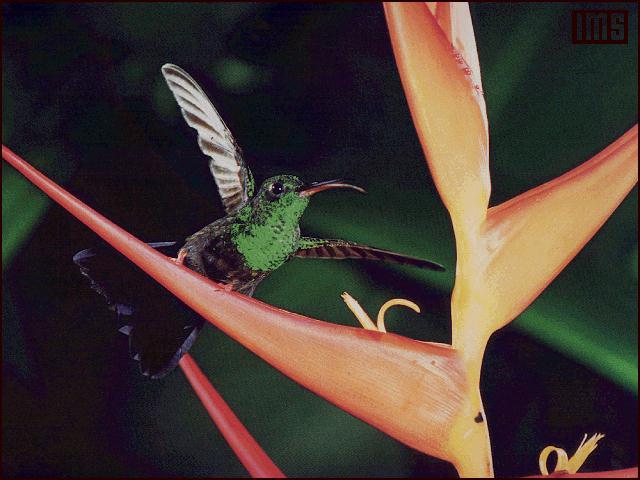 [hummingbird042.jpg]