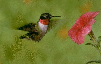 [hummingbird1.jpg]