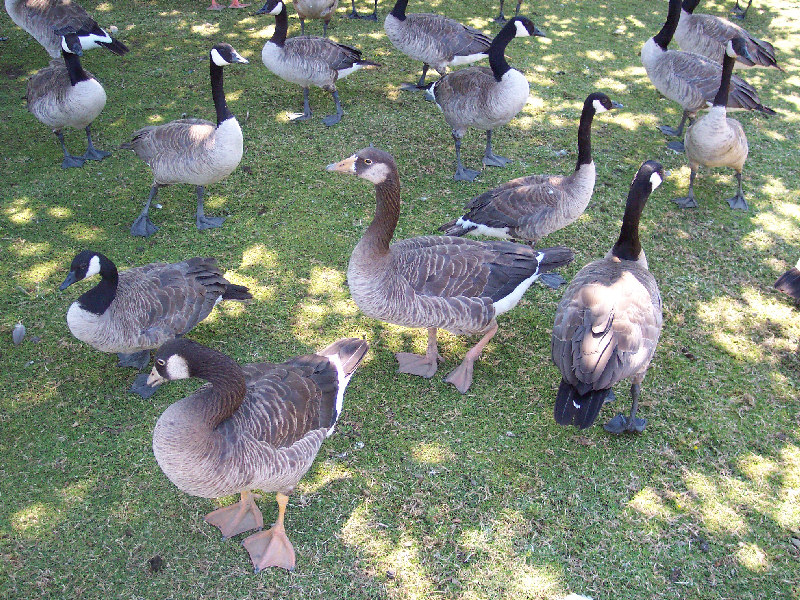 [hybrid geese.jpg]