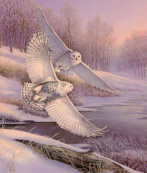 [Wswart08-2SnowyOwls-InFlight-Snow_lake_and_forest.jpg]