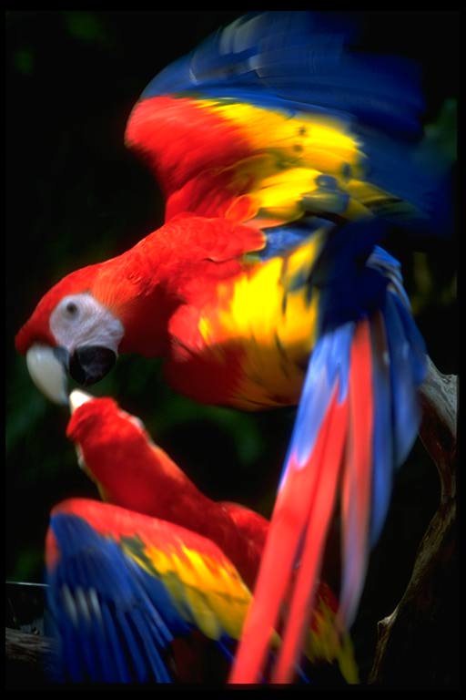[parrot00-ScarletMacaw.jpg]