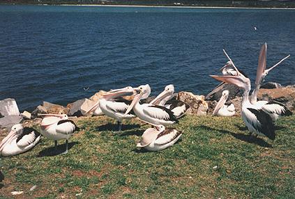 [AustralianAnimal-pelicans.jpg]