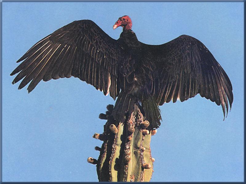 [TurkeyVulture_03-Open_wings_on_cactus_top.jpg]