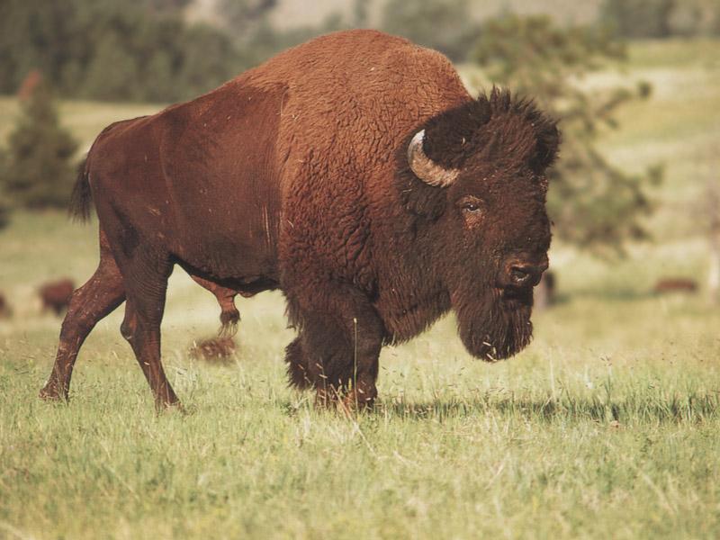 [Bison_17-Bull-Walking_on_grass.jpg]