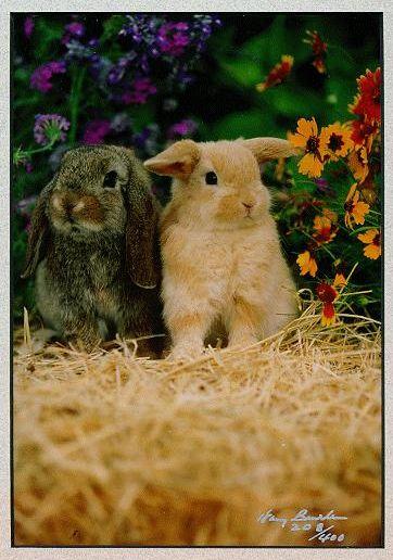 [bunnies-Rabbits-InFlowerGarden.jpg]