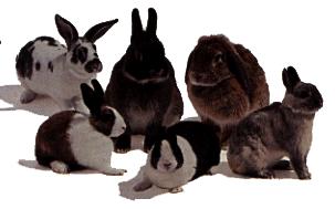 [rabbit-bunnies.jpg]