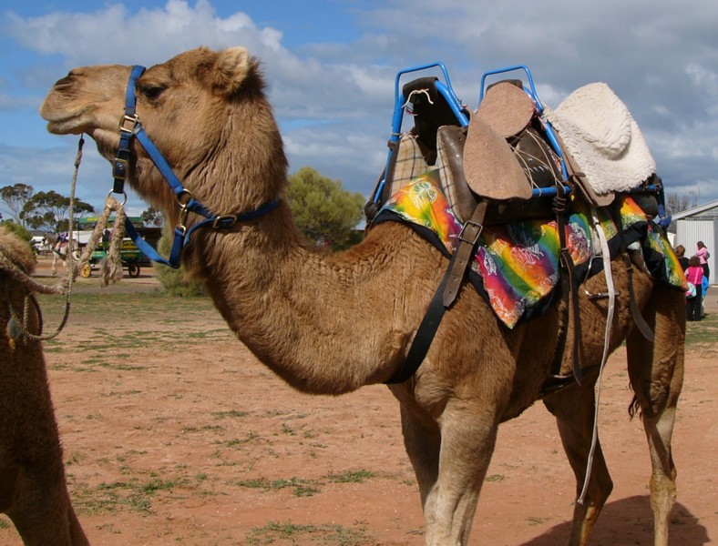 [camel rides 2.jpg]