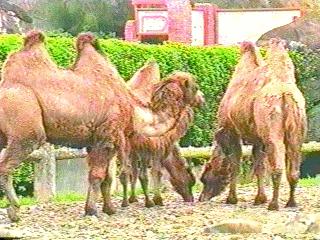 [camels-anim030.jpg]