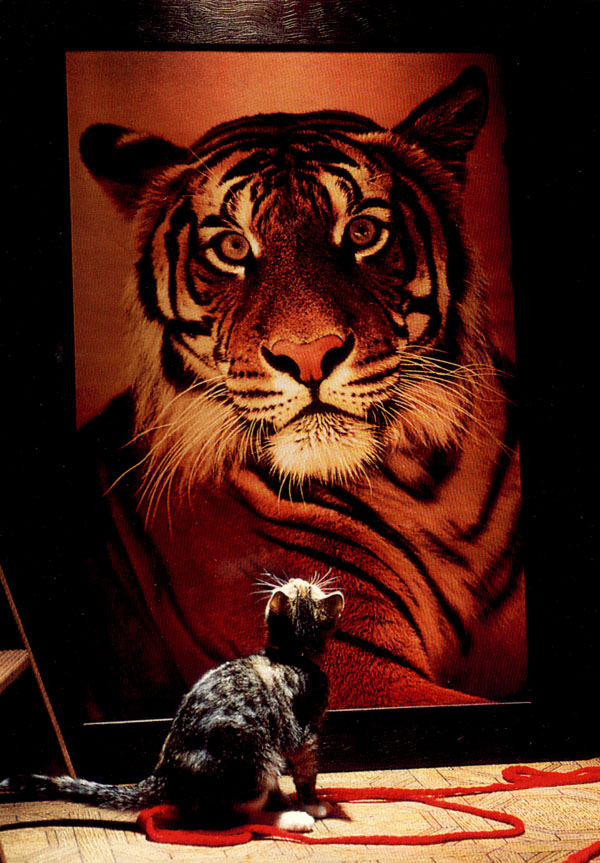[Tiger&Cat.jpg]