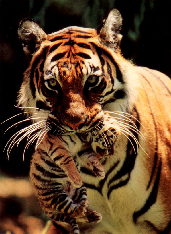 [Tiger&Cub01.jpg]