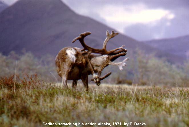 [Cariboo-Caribou_Scratching_antlers.jpg]