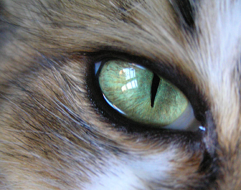 [Cat's Eyes 2.jpg]