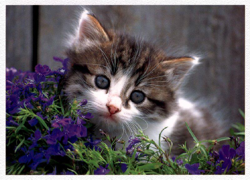 [HouseCat-Kitten_03-FaceCloseup.jpg]